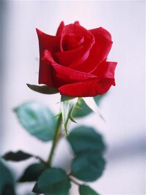 red rose 5