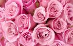 roses-pink-0-large-content