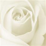 rose-w-2-large-content