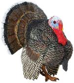 turkey-large-content
