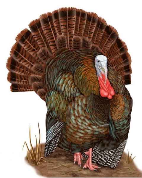turkey2-large