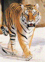 tiger-large-content