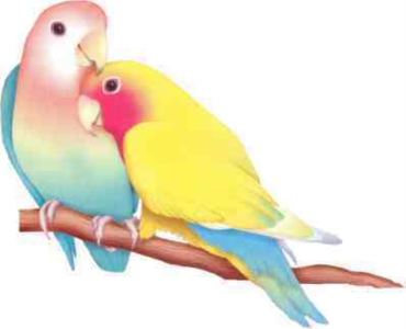 lovebirds1-large-content