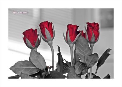 roses_red_0-content
